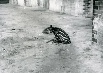 Uma anta malaia de quatro dias no Zoológico de Londres, julho de 1921